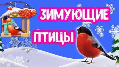 Зимующие птицы Иркутска (п. Молодежный)