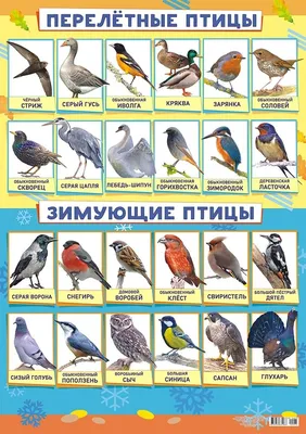 Плакат \"Перелётные и зимующие птицы\", А2» - купить в Минске с доставкой в  интернет-магазине Учитель.by