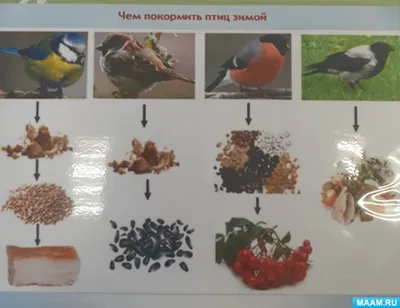 Где зимуют белорусские птицы, и какие пернатые из других стран ищут лучшей  жизни у нас - Минск-новости