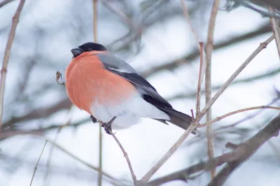 Зимующие и кочующие виды птиц: список, названия, фото и краткое описание