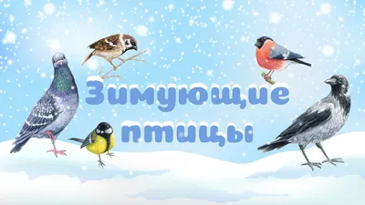 Картинки с названиями зимующих птиц (100 фото)