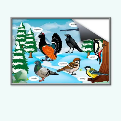 Демонстрационные картинки Зимующие птицы, 16 картинок ТЦ СФЕРА 87369317  купить за 305 ₽ в интернет-магазине Wildberries