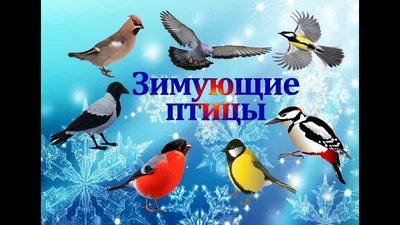 Зима.Зимующие птицы”.группа 16 | Детский сад №31
