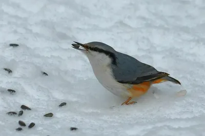 Зимующие птицы Якутии\" медиаурок для детей - YouTube