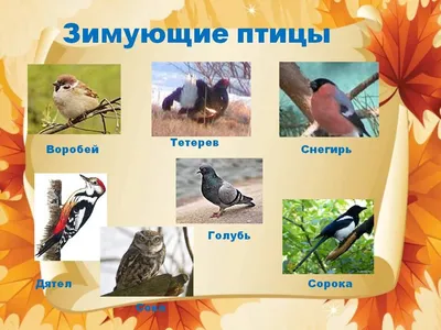 Зимующие птицы. А2. купить оптом в Екатеринбурге от 39 руб. Люмна