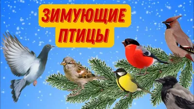 Зимующие птицы | Раскраски, Рисунки животных, Шаблон в виде птицы