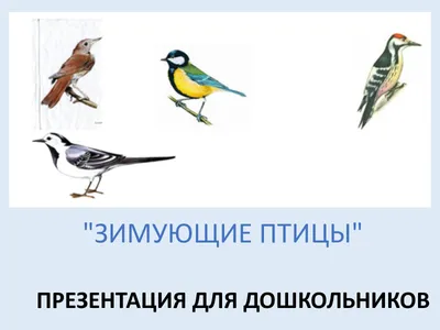 Зимующие птицы Европейской части России