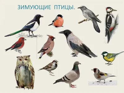 Седьмой легион Зимующие птицы России (Обучающие карточки)