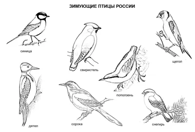 Учитель-дефектолог: Тема недели: \"Зимующие птицы\"