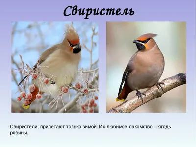 Зимующие птицы хабаровского края фото фотографии
