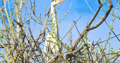 Зимующие птицы кировской области фото фотографии