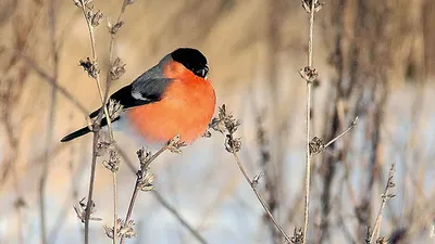 Зимующие птички - 75 фото