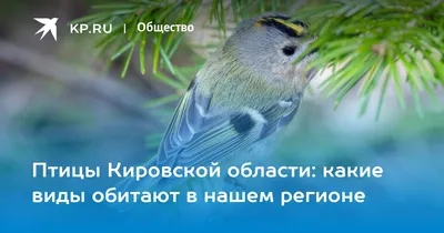 Около 45 видов птиц останутся на зимовку в Томской области | ОБЩЕСТВО | АиФ  Томск