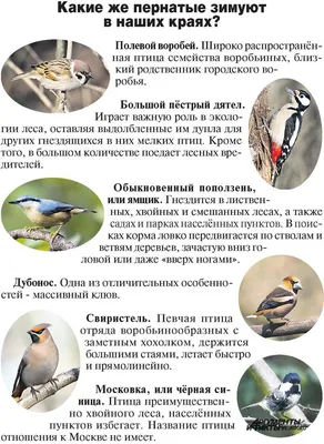 Птицы Кировской области: какие виды обитают в нашем регионе - KP.RU