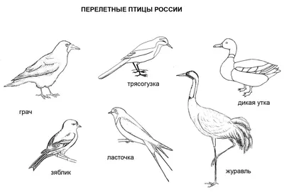 Российская зима 2022-2023's Journal · iNaturalist