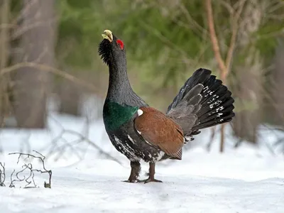 Зимующие птицы Кировской области