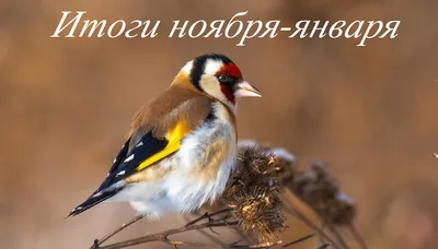 Экологическая игра «Зимующие птицы родного края» 2024, Зуевский район —  дата и место проведения, программа мероприятия.