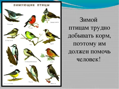 Зимующие птицы\" – викторину для членов клуба \"Лесовичок Ушачок\" провела  заведующая Тосненской сельской библиотекой Орлова М.Л. | 04.12.2023 | Тосно  - БезФормата