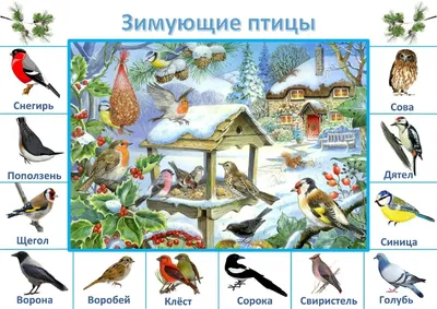 Какие птицы зимуют в Санкт-Петербурге и области: 10 самых распространенных  (с фотографиями) | Маленькие открытия | Дзен