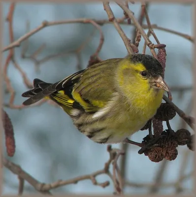 зонтик Российская зима 2022-2023's Journal · iNaturalist