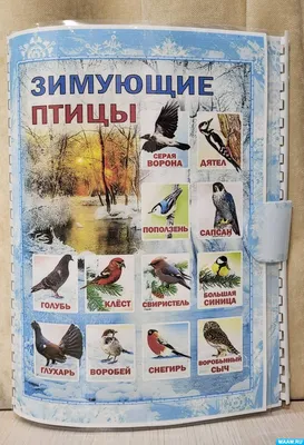 Лэпбук «Зимующие птицы» для старшего дошкольного возраста (16 фото).  Воспитателям детских садов, школьным учителям и педагогам - Маам.ру