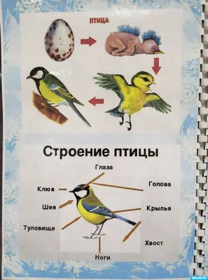 Лэпбук «Зимующие птицы» для старшего дошкольного возраста (16 фото).  Воспитателям детских садов, школьным учителям и педагогам - Маам.ру