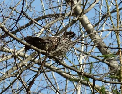 зонтик Российская зима 2023-2024's Journal · iNaturalist