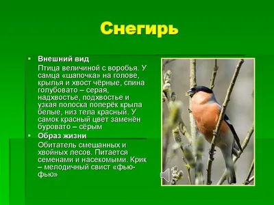 Лэпбук «Зимующие птицы» для старшего дошкольного возраста (16 фото).  Воспитателям детских садов, школьным учителям и педагогам - Маам.ру