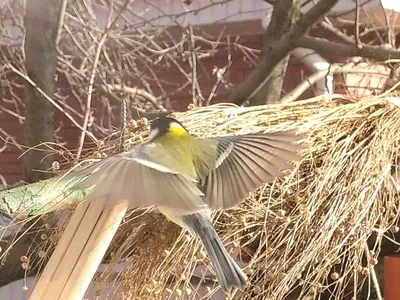 Birds of Russia and Crimea | Птицы России и Крыма's Journal · iNaturalist