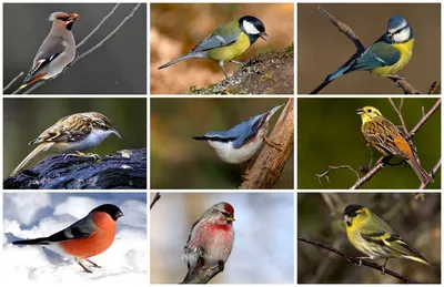 Зимующие птицы подмосковья и фото фотографии