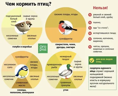 Европодвес/Зимующие птицы России