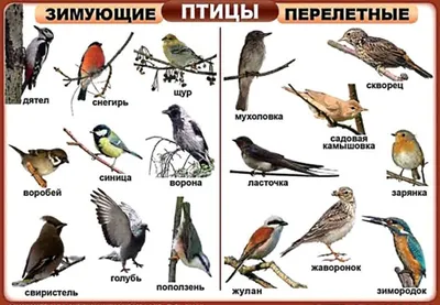 Новодвинская централизованная библиотечная система | Новости