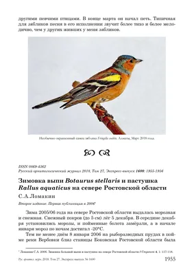 Зимующие птицы ростовской области фото фотографии
