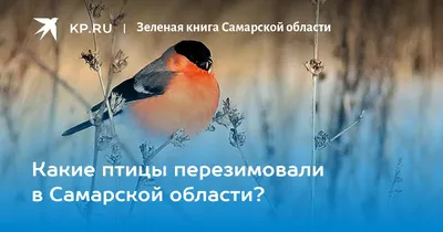 Какие птицы перезимовали в Самарской области? - KP.RU