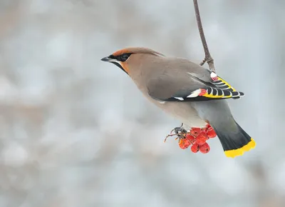 Птицы Самарской области зимой - 90 фото
