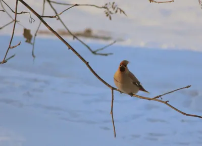Зимующие птицы самарской области - 78 фото