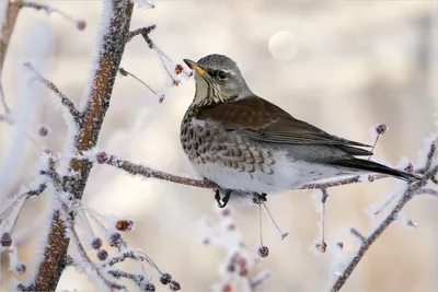 Зимующие птицы Самарской области - 47 фото