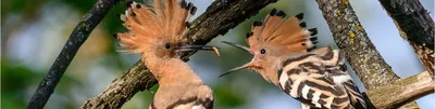 Интересные факты о Зимующих Птицах - YouTube