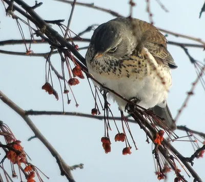 Птицы Самарской области зимой (34 фото) »