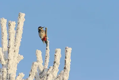 Птицы Тюмени (56 фото)