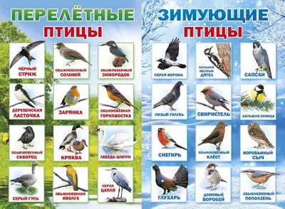 Зимующие птицы ростовской области - 76 фото