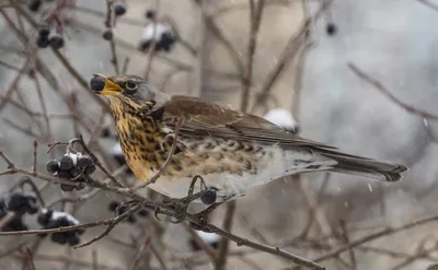 Birds of Russia and Crimea | Птицы России и Крыма's Journal · iNaturalist