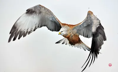 Экскурсия Birdwatching: азбука. Птицы Ржевского лесопарка. в  Санкт-Петербурге - цена 400 ₽