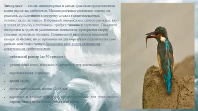 ЗИМНЯЯ НАХОДКА В САНКТ-ПЕТЕРБУРГЕ ОБЫКНОВЕННОЙ ПУСТЕЛЬГИ FALCOTINNUNCULUS,  ОКОЛЬЦОВАННОЙ ПТЕНЦОМ В ПОЛЬШЕ – тема научной статьи по биологическим  наукам читайте бесплатно текст научно-исследовательской работы в  электронной библиотеке КиберЛенинка