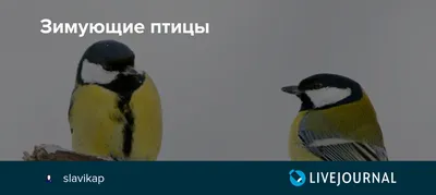 птицы среднего урала фото и название: 2 тыс изображений найдено в Яндекс  Картинках