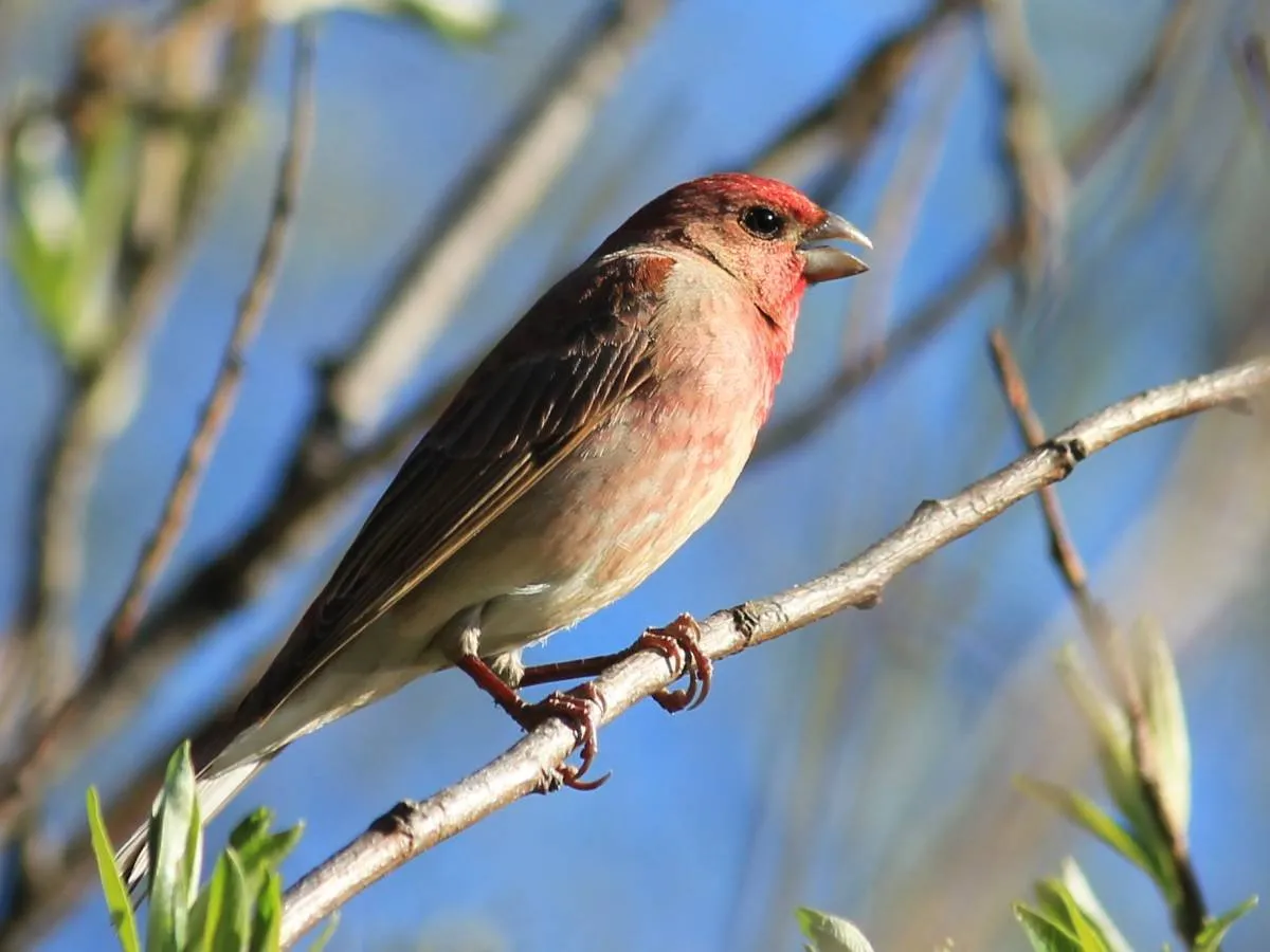 Какие птицы в татарстане. Carpodacus erythrinus. Певчие птицы среднего Урала. Певчие птицы Южного Урала. Зяблик Марий Эл.