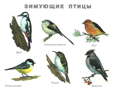 Общешкольное мероприятие \"Покормите птиц зимой\"