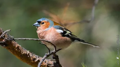 городские птицы | Wild Nature Photo