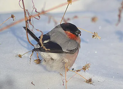 городские птицы | Wild Nature Photo