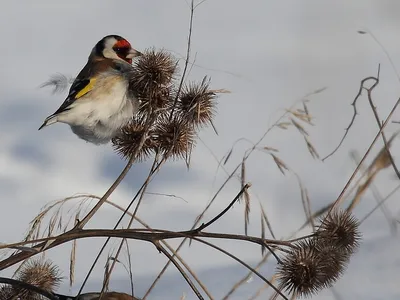 городские птицы | Wild Nature Photo